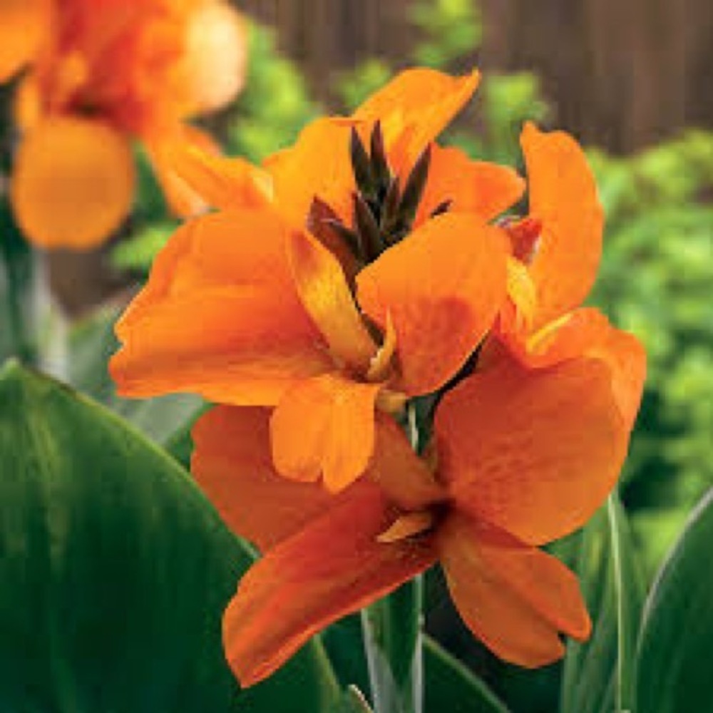 Orange Canna Lily seeds
